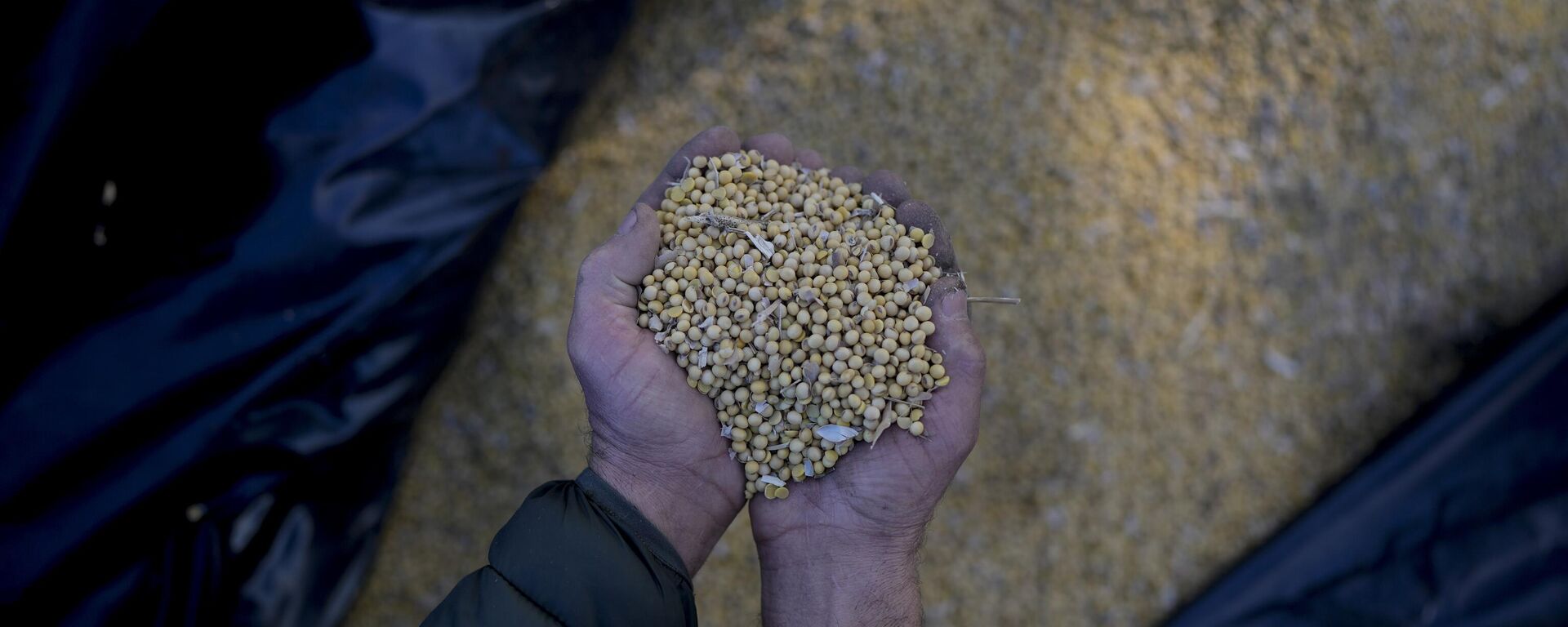 Granos de soja cultivados en Argentina - Sputnik Mundo, 1920, 07.10.2025