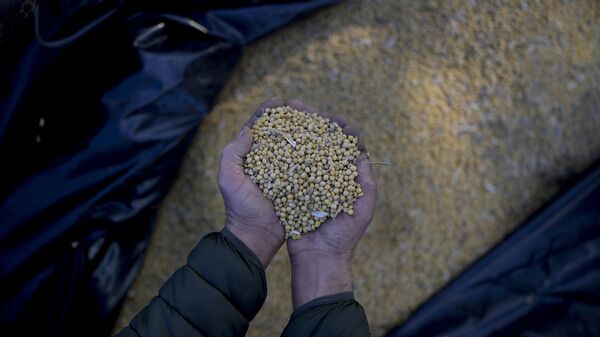 Granos de soja cultivados en Argentina - Sputnik Mundo
