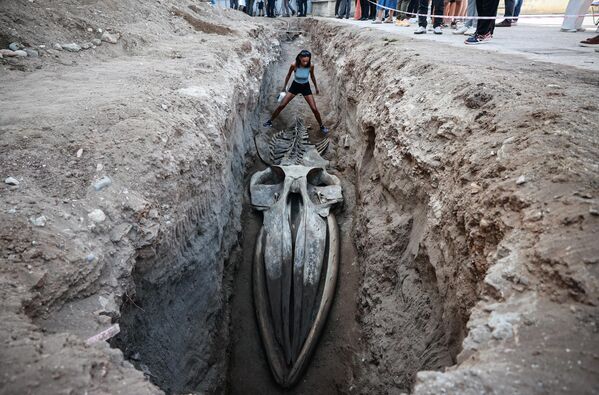 Excavación del esqueleto de una ballena de aleta (Balaenoptera physalus) de 14 metros varada en la costa turca en 2021 y posteriormente sepultada para su uso en investigaciones científicas. - Sputnik Mundo