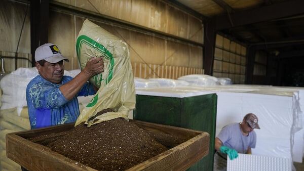 Trabajador mexicano en una granja de EEUU - Sputnik Mundo