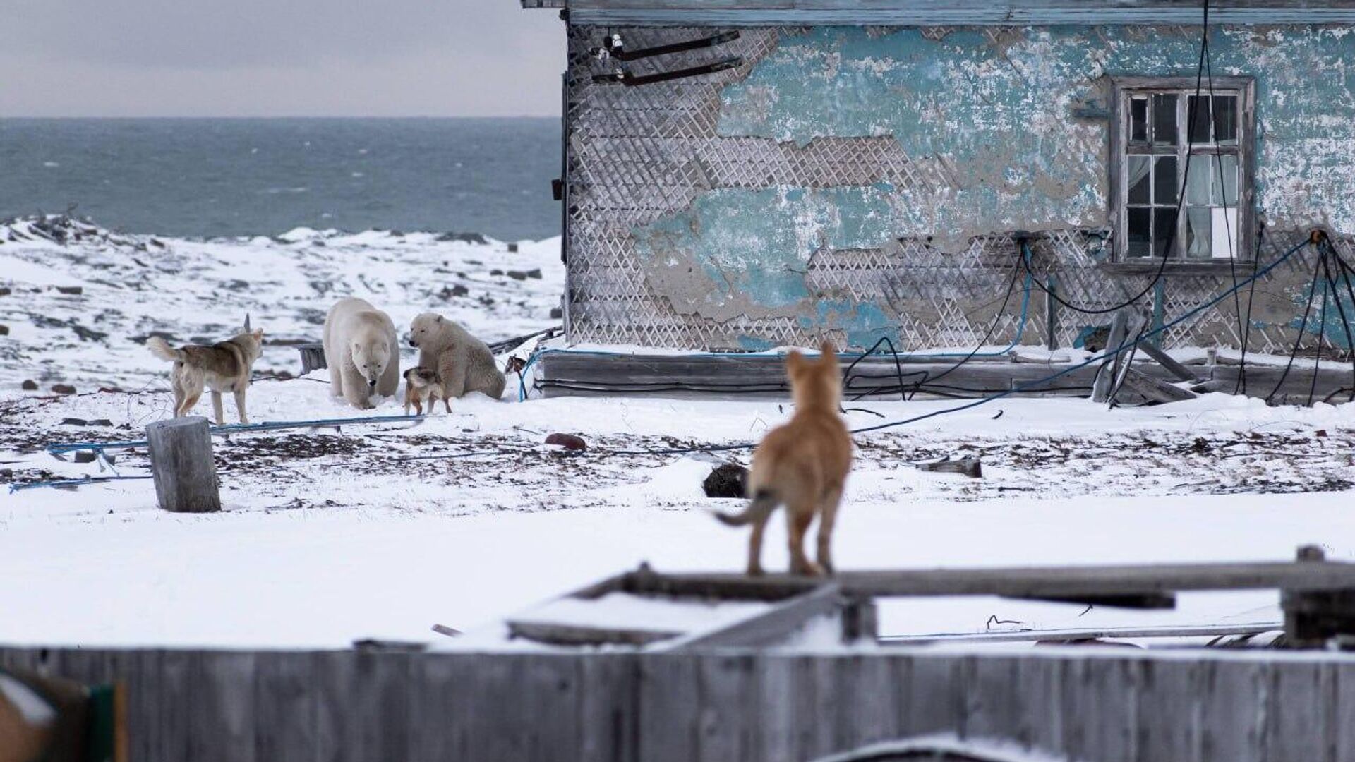  Un 'día típico' en el Ártico: un oso blanco da una inesperada visita a los exploradores polares Un 'día típico' en el Ártico: un oso blanco da una inesperada visita a los exploradores polares - Sputnik Mundo, 1920, 12.10.2025