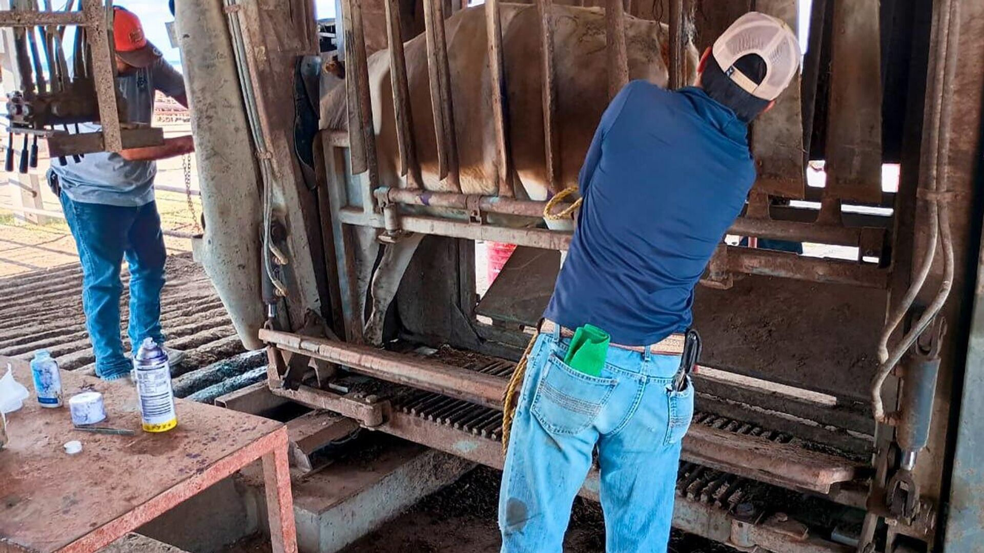 🪱 México reporta una disminución del 28% en los casos activos del gusano barrenador 🪱 México reporta una disminución del 28% en los casos activos del gusano barrenador - Sputnik Mundo, 1920, 14.10.2025