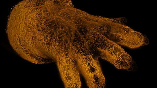 'Vasos sanguíneos en la extremidad de un embrión de ratón' del fotógrafo Dr. Michael Weber, Alemania, obtuvo una distinción en el concurso fotográfico Nikon Small World 2025 - Sputnik Mundo