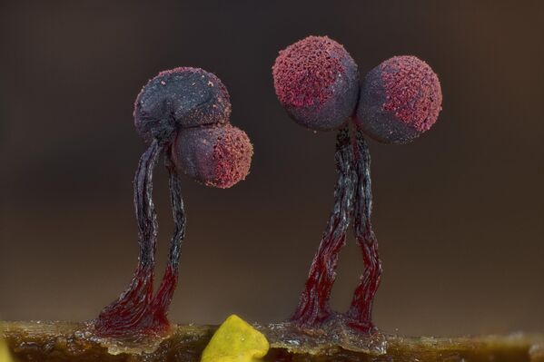 Moho mucilaginoso del artista Igor Rudkovsky, Pechori, Rusia. Moho mucilaginoso del artista Igor Rudkovsky, Pechori, Rusia. - Sputnik Mundo