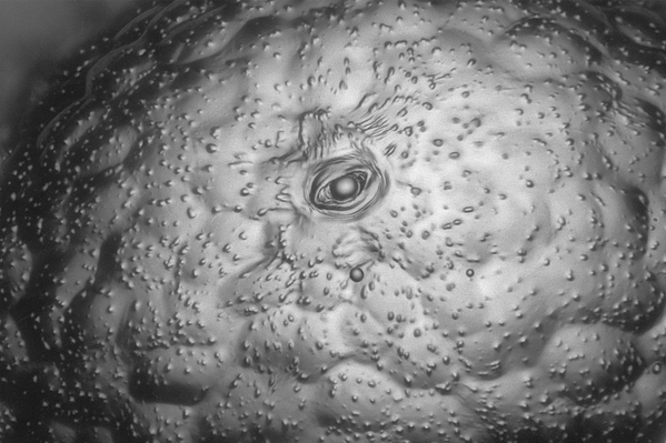 Ojo de patata del artista Robert Schmittling Hillsborough, Carolina del Norte, EEUU. Ojo de patata del artista Robert Schmittling Hillsborough, Carolina del Norte, EEUU. - Sputnik Mundo