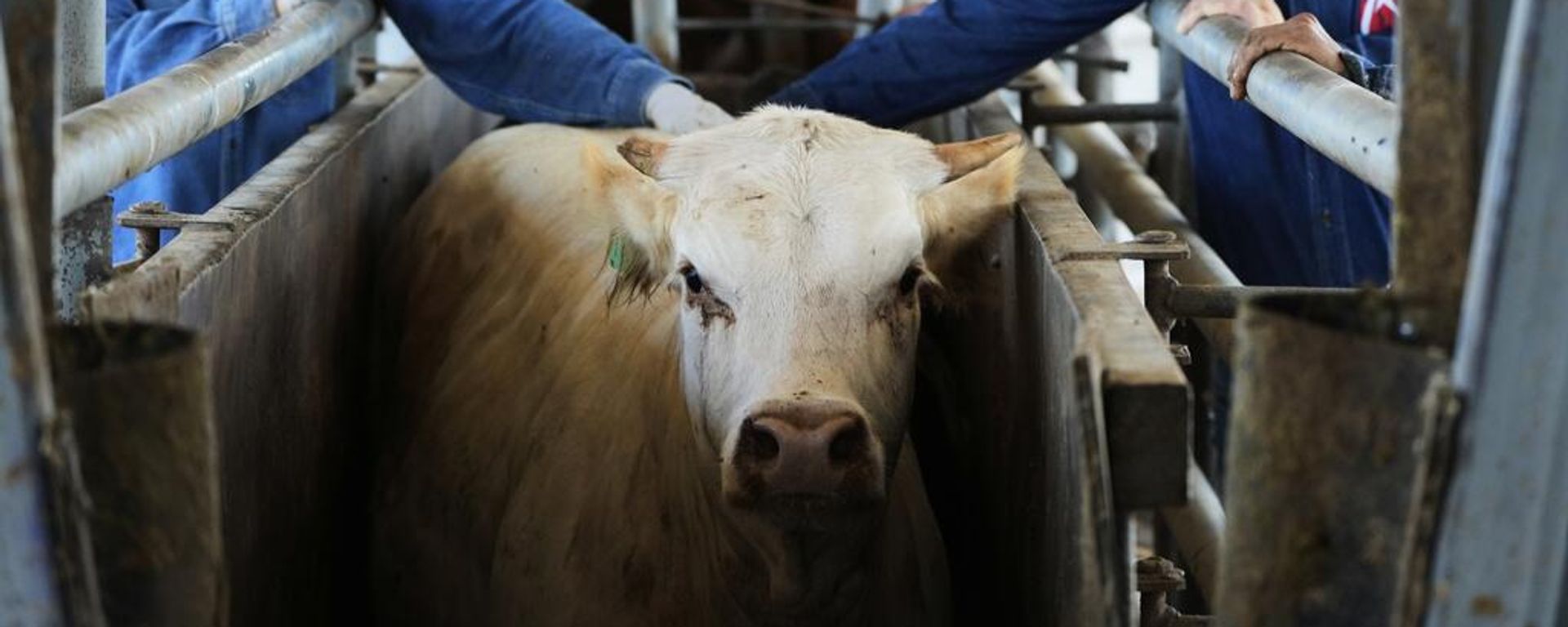 El ganado tiene que ser inspeccionado por la plaga de gusano barrenador. El ganado tiene que ser inspeccionado por la plaga de gusano barrenador. - Sputnik Mundo, 1920, 26.07.2026