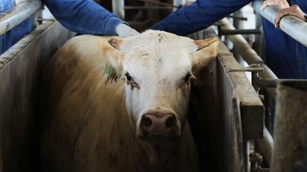 El ganado tiene que ser inspeccionado por la plaga de gusano barrenador.  - Sputnik Mundo