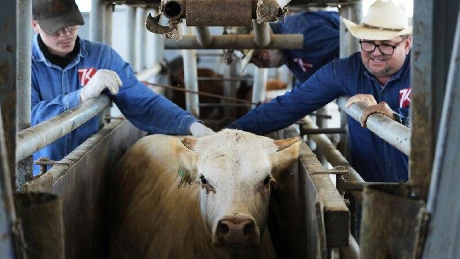 Impacto en México por gusano barrenador asciende a 642 millones de dólares, refieren autoridades Impacto en México por gusano barrenador asciende a 642 millones de dólares, refieren autoridades - Sputnik Mundo, 1920, 17.10.2025