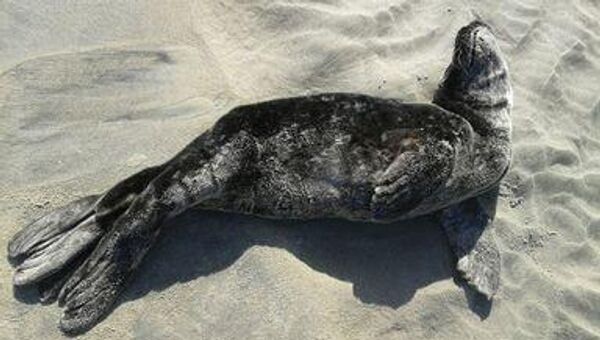Foca común de Baja California Foca común de Baja California - Sputnik Mundo