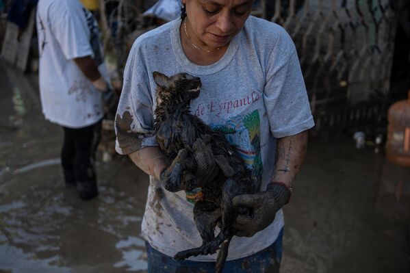 Un lugareño sostiene una gata rescatada después de la lluvia y las inundaciones, en Poza Rica, estado de Veracruz, México. - Sputnik Mundo