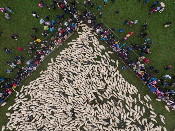 Vista aérea de pastores y ovejas caminando por la carretera durante Redyk, que marca el final de la temporada de pastoreo de ovejas para los lugareños.  Cada año, en el sur de Polonia, los pastores de la región montañosa celebran el final de la temporada de pastoreo y bajan de las montañas con sus ovejas, tras las celebraciones populares en los pueblos.  - Sputnik Mundo