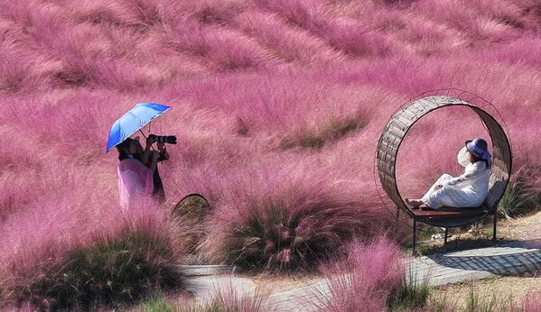 Vista aérea de turistas disfrutando de la hierba rosa floreciente (muhlenbergia capillaris) en un campo, en la provincia de Jiangsu de China. - Sputnik Mundo