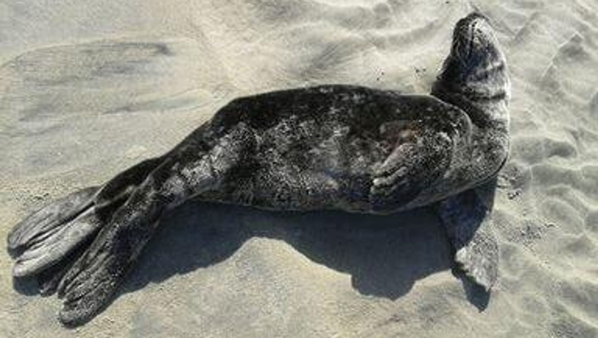 Registran una baja notable en la población de focas en el noroeste de México Registran una baja notable en la población de focas en el noroeste de México - Sputnik Mundo, 1920, 18.10.2025