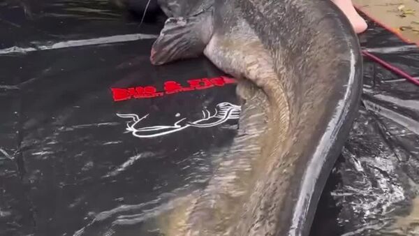 Pescadores polacos capturan un siluro récord - Sputnik Mundo