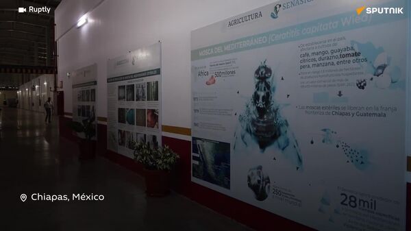 🪰🪱 Moscas estériles y perros de refugio: los aliados de México contra el gusano barrenador - Sputnik Mundo