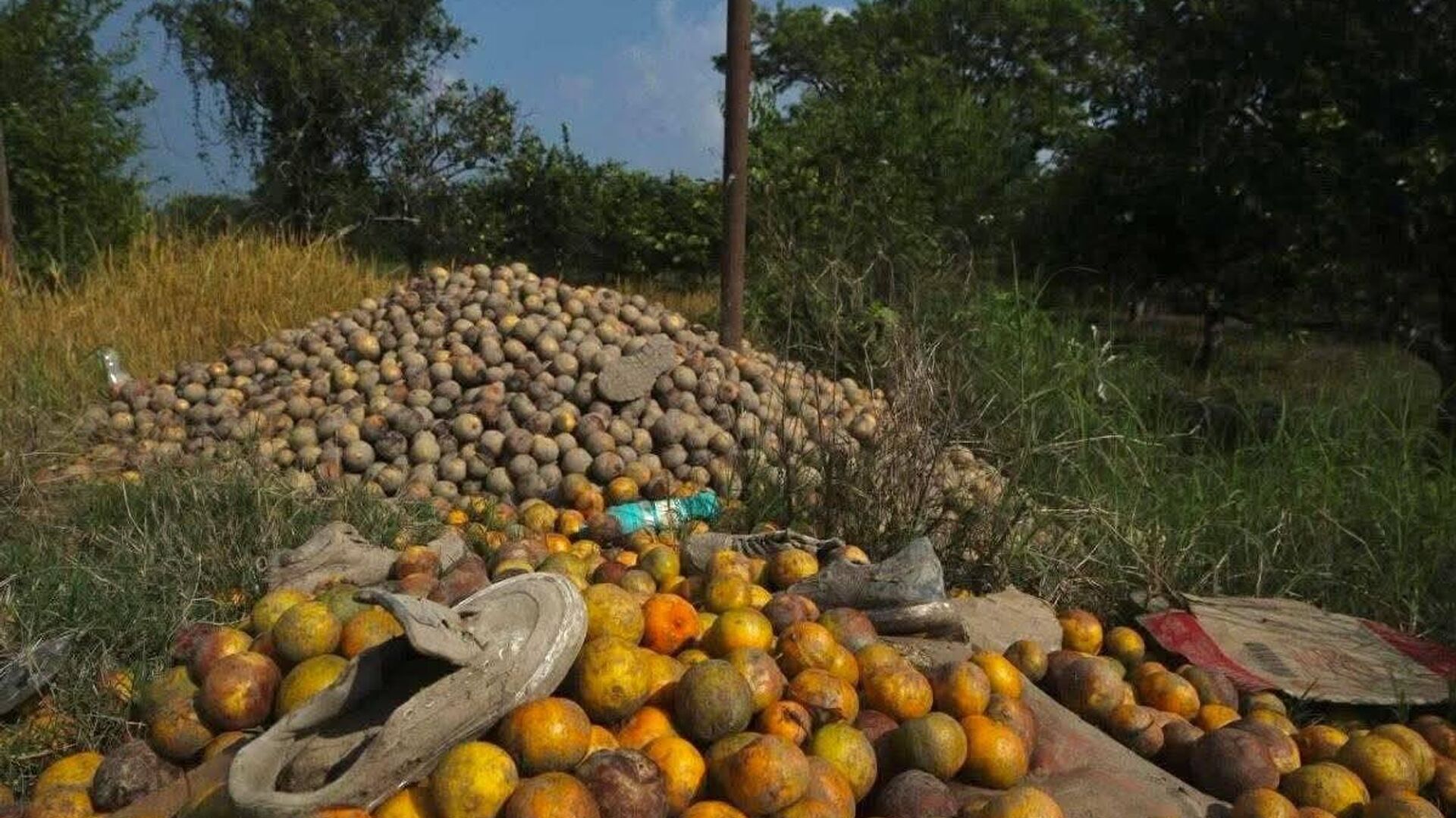 Las fuertes lluvias afectan casi el 70% de los cultivos de naranja en México Las fuertes lluvias afectan casi el 70% de los cultivos de naranja en México - Sputnik Mundo, 1920, 23.10.2025