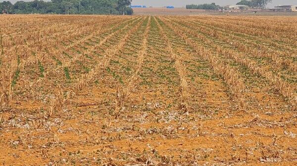 Recuperar tierra degradada para el agro: una solución contra la deforestación en Brasil - Sputnik Mundo