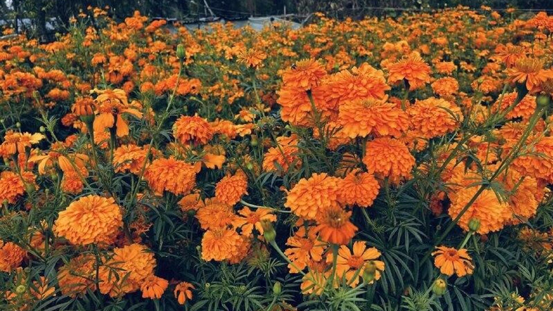 Xochimilco se pinta de naranja con la temporada de cempasúchil Xochimilco se pinta de naranja con la temporada de cempasúchil - Sputnik Mundo, 1920, 24.10.2025