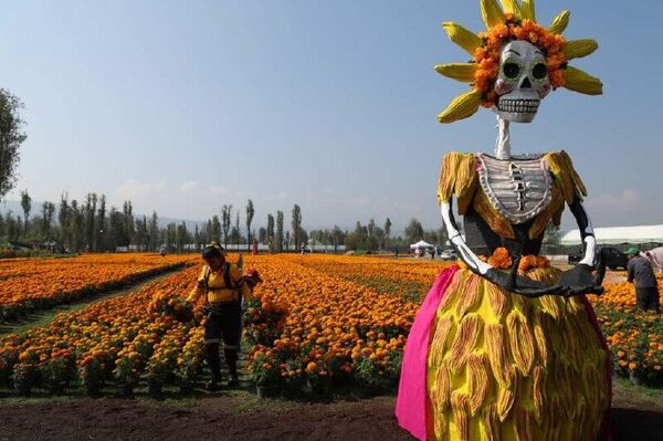 Xochimilco se pinta de naranja con la temporada de cempasúchil Xochimilco se pinta de naranja con la temporada de cempasúchil - Sputnik Mundo