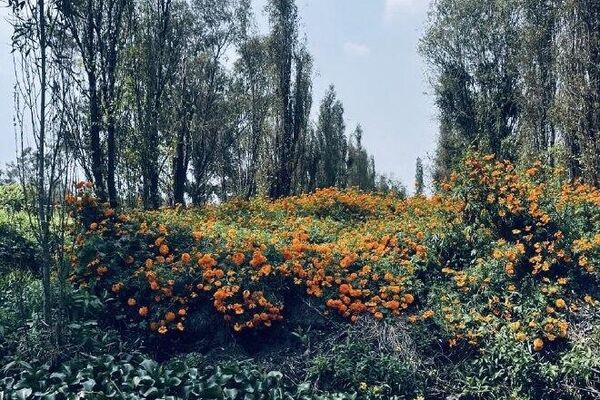 Xochimilco se pinta de naranja con la temporada de cempasúchil Xochimilco se pinta de naranja con la temporada de cempasúchil - Sputnik Mundo