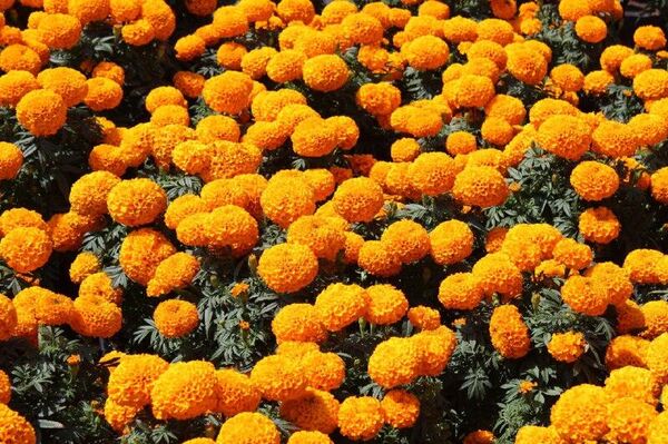 Xochimilco se pinta de naranja con la temporada de cempasúchil Xochimilco se pinta de naranja con la temporada de cempasúchil - Sputnik Mundo