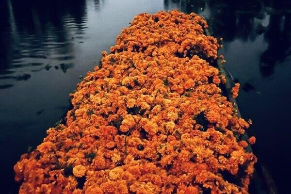 Xochimilco se pinta de naranja con la temporada de cempasúchil Xochimilco se pinta de naranja con la temporada de cempasúchil - Sputnik Mundo