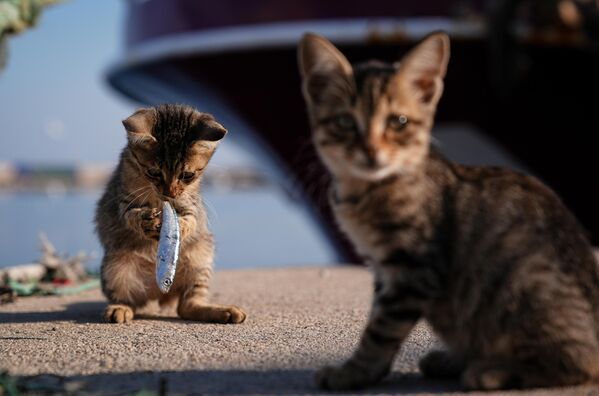 Gatos comen pescado mientras los pescadores regresan de la costa con un botín de sardinas en la ciudad de Esmirna, Turquía. - Sputnik Mundo