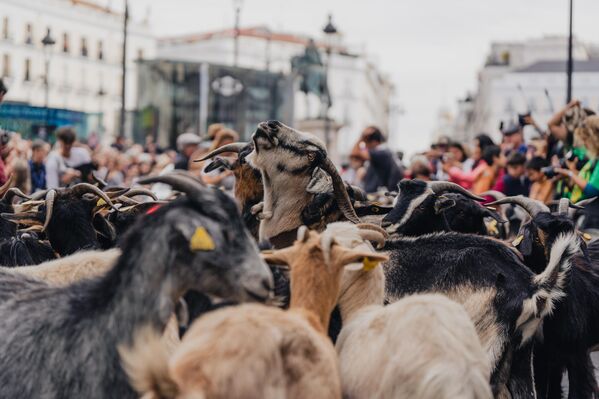 Los pastores guían a más de 1.000 ovejas y cabras por el corazón de Madrid durante la 32.ª Fiesta anual de la Trashumancia, rindiendo homenaje a la herencia pastoral de España y las rutas rurales que conectan la naturaleza con la ciudad. - Sputnik Mundo