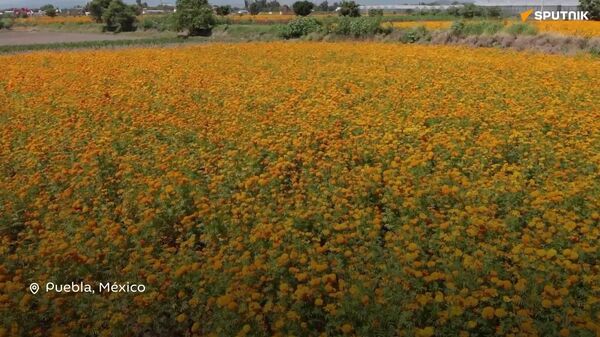 Inicia la cosecha de flor de cempasúchil para el Día de Muertos en Atlixco, México - Sputnik Mundo