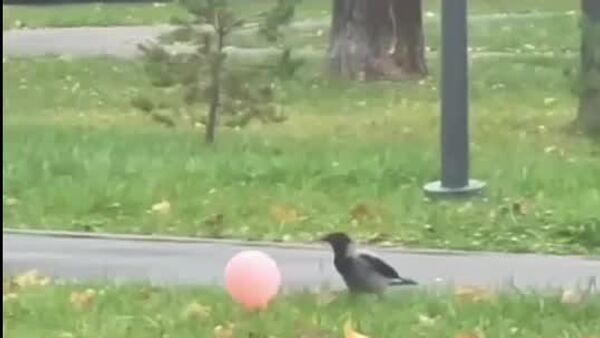 ‍⬛ Cada uno se divierte como puede - Sputnik Mundo