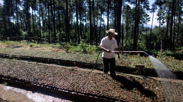 Jornaleros mexicanos denuncian abusos y maltratos en Canadá - Sputnik Mundo