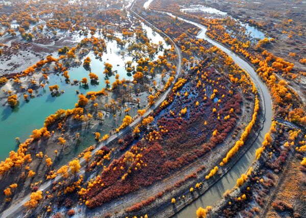 Vista aérea de los álamos dorados (Pópulus euphrática) en la localidad de Lop Nur en otoño, en China. - Sputnik Mundo