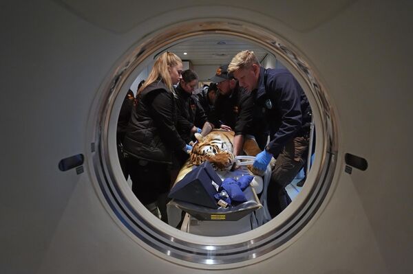 Un tigre de Amur, Luka, se prepara para una tomografía computarizada, para investigar trastornos del movimiento en un santuario de grandes felinos cerca de la ciudad de Ashford, Reino Unido.Luka es uno de los tres grandes felinos que se someten a una tomografía en el santuario, utilizando un escáner móvil instalado en el lugar, siendo esta la primera vez que se utiliza esta tecnología.  - Sputnik Mundo