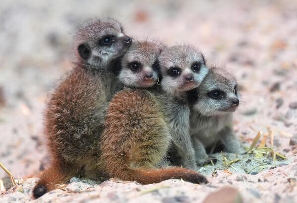 Cachorros de suricata disfrutan de su primer Halloween con una calabaza, en el parque safari Blair Drummond, en Escocia. Los animales se contagian del espíritu de Halloween con sesiones especiales de enriquecimiento ambiental, como parte del evento HalloWILD de Blair Drummond, una celebración otoñal para toda la familia. - Sputnik Mundo
