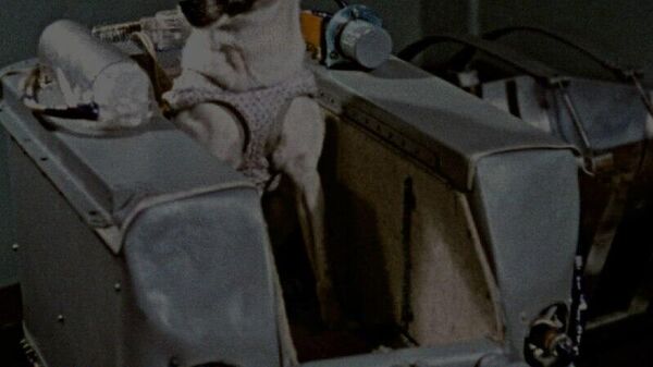 #SabíasQue| El 3 de noviembre de 1957 se puso en órbita al primer ser vivo - Sputnik Mundo