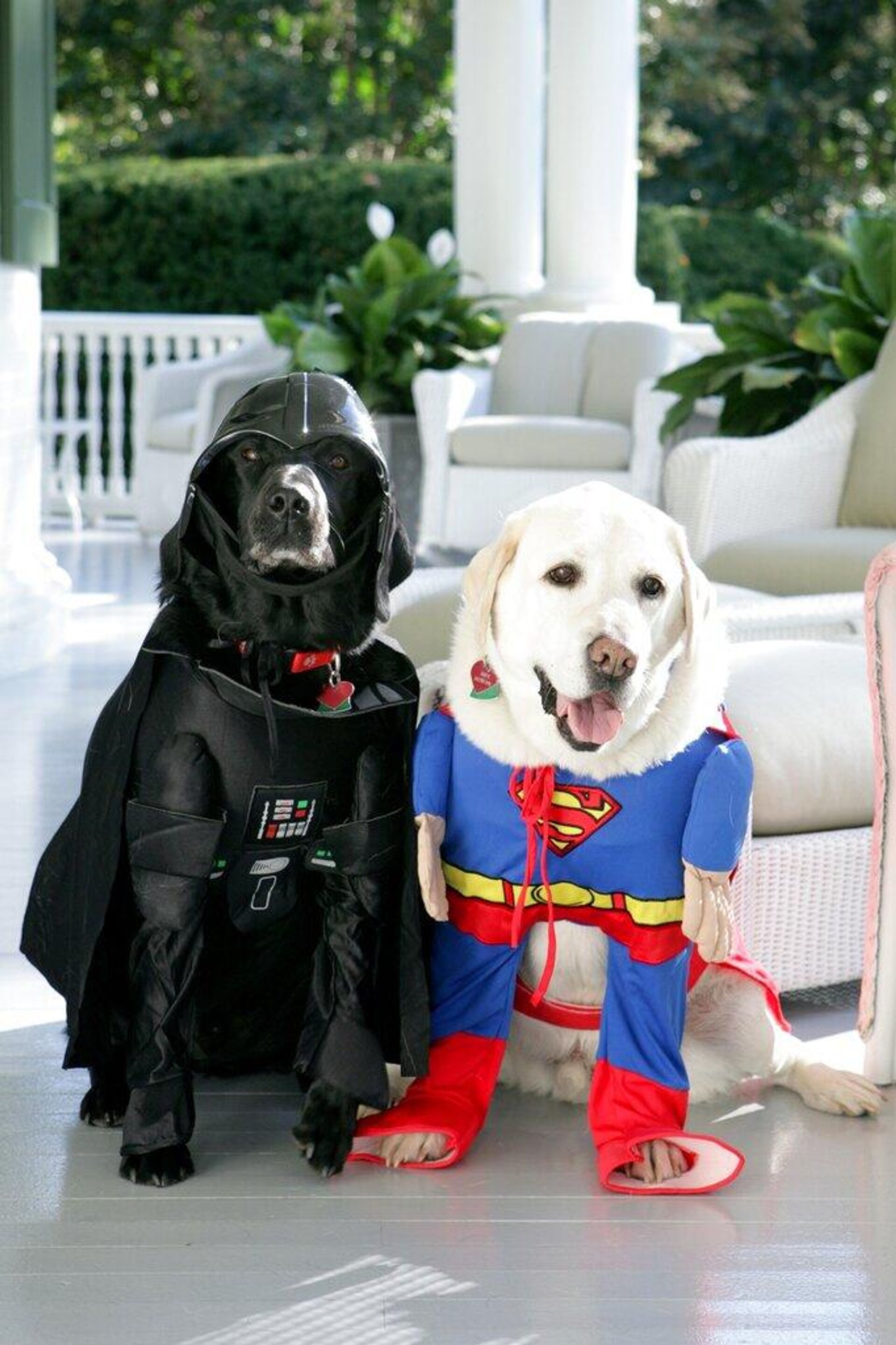 En esta fotografía proporcionada por la Casa Blanca, los labradores retrievers del vicepresidente Dick Cheney, Jackson, a la izquierda, y Dave, a la derecha, se preparan para Halloween, el martes 30 de octubre de 2007, mientras posan para una fotografía en la residencia del vicepresidente en el Observatorio Naval de Washington.  - Sputnik Mundo, 1920, 05.11.2025