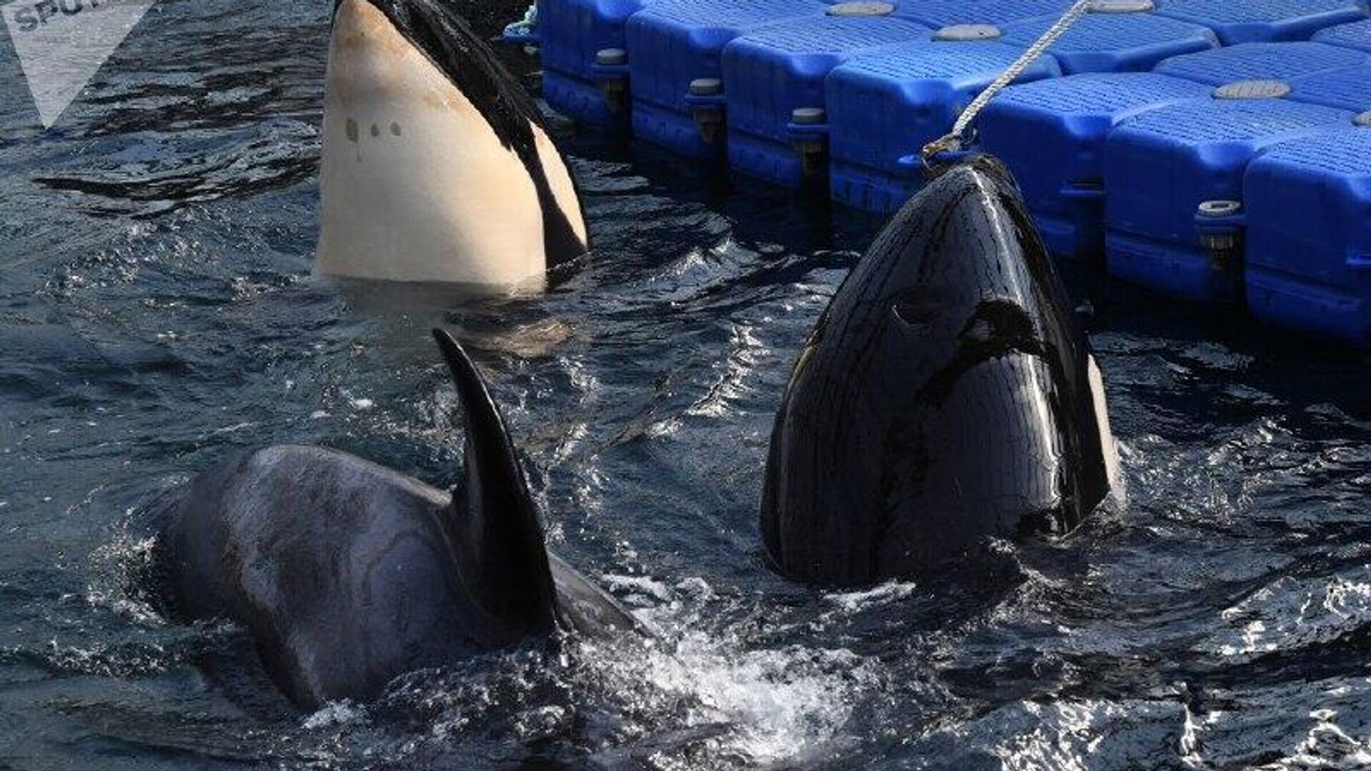 Las orcas cambian de dieta: ahora comen crías de tiburón blanco Las orcas cambian de dieta: ahora comen crías de tiburón blanco - Sputnik Mundo, 1920, 06.11.2025