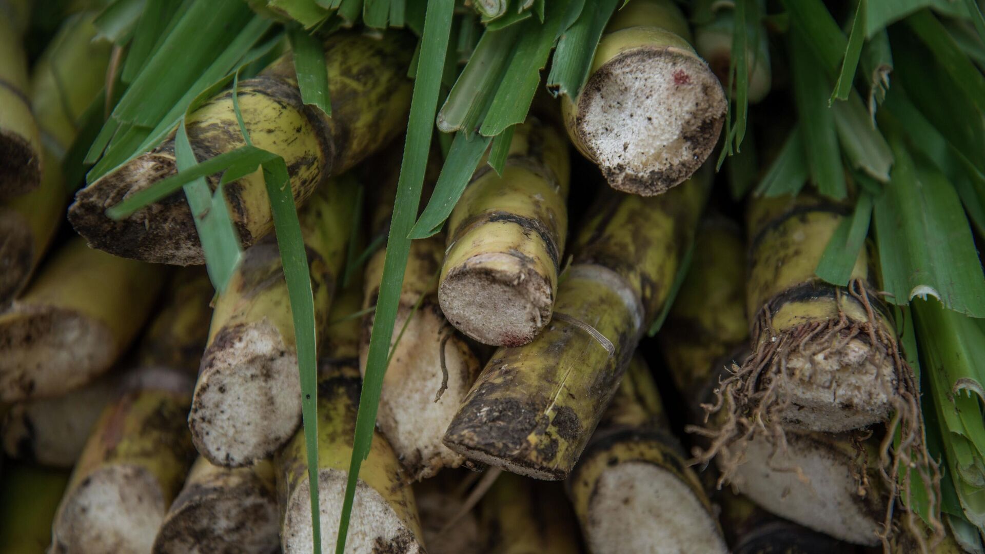 Caña de azúcar en México Caña de azúcar en México - Sputnik Mundo, 1920, 12.11.2025