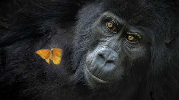 La imagen 'Asombro compartido' por la fotógrafa estadounidense Mary Schrader,
ganadora de la categoría Retratos de animales. - Sputnik Mundo