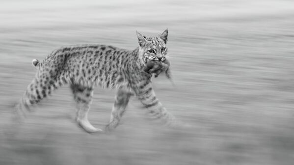 El lince rojo panorámico por Leo Dale, EEUU.Ganador de la categoría Juventud. - Sputnik Mundo