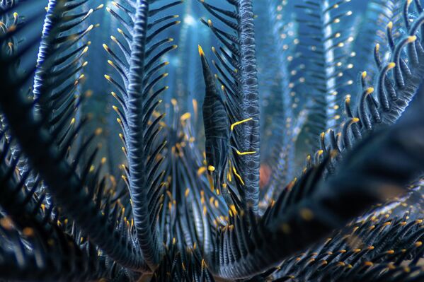 La imagen Casa de plumas por Luis Arpa Toribio de España.Ganador de la categoría Bajo el agua. - Sputnik Mundo