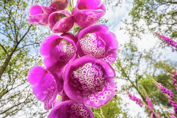 Paisajes florales por el fotógrafo neerlandés Theo Bosboom.Categoría: concurso de portafolios de Fred Hazelhoff. - Sputnik Mundo