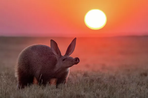 La foto Una nariz curiosa por la fotógrafa del Reino Unido Laura Dyer.Сategoría: Retratos de animales. - Sputnik Mundo
