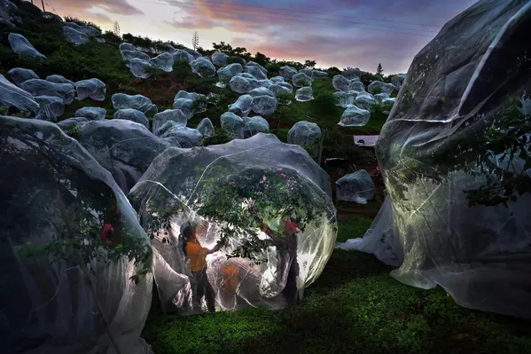 La foto individual Árboles frutales bajo toldos realizada por el chino Mengdan Zhu.Ganador de la categoría más popular entre los participantes del concurso: Mi planeta. - Sputnik Mundo