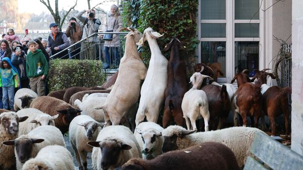 Cabras y ovejas comen las plantas que crecen junto a las casas, la ciudad alemana de Núremberg. - Sputnik Mundo