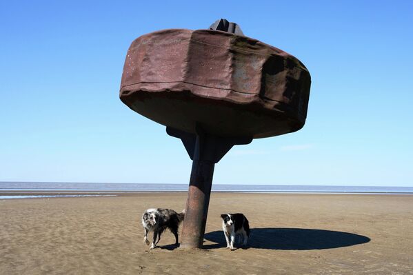 Perros posan junto a una boya en la orilla del Río de la Plata, en Argentina. - Sputnik Mundo
