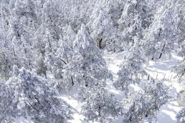 Ni un rincón verde: Chihuahua se pinta de blanco con la primera nevada del año - Sputnik Mundo