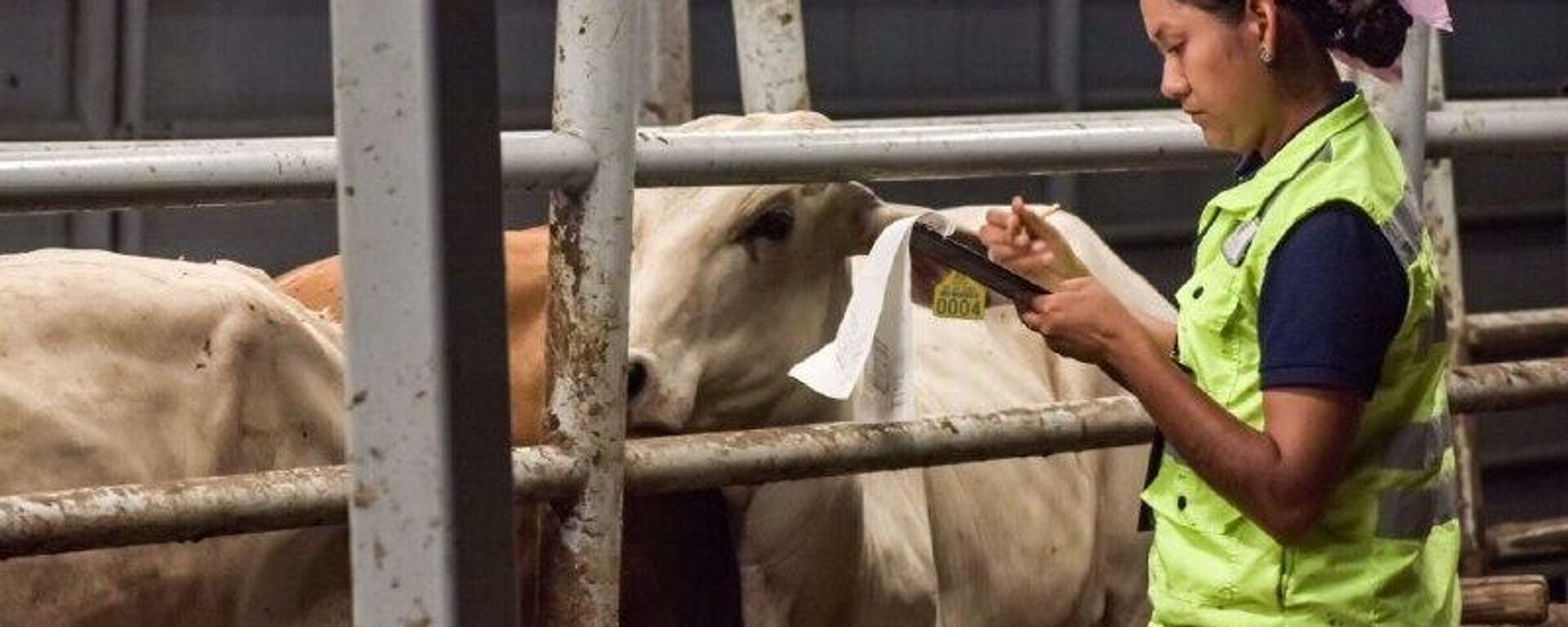 México señala que ya existen condiciones para reanudar la exportación de ganado a EEUU - Sputnik Mundo, 1920, 22.11.2025