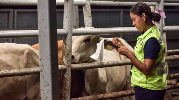 México señala que ya existen condiciones para reanudar la exportación de ganado a EEUU - Sputnik Mundo