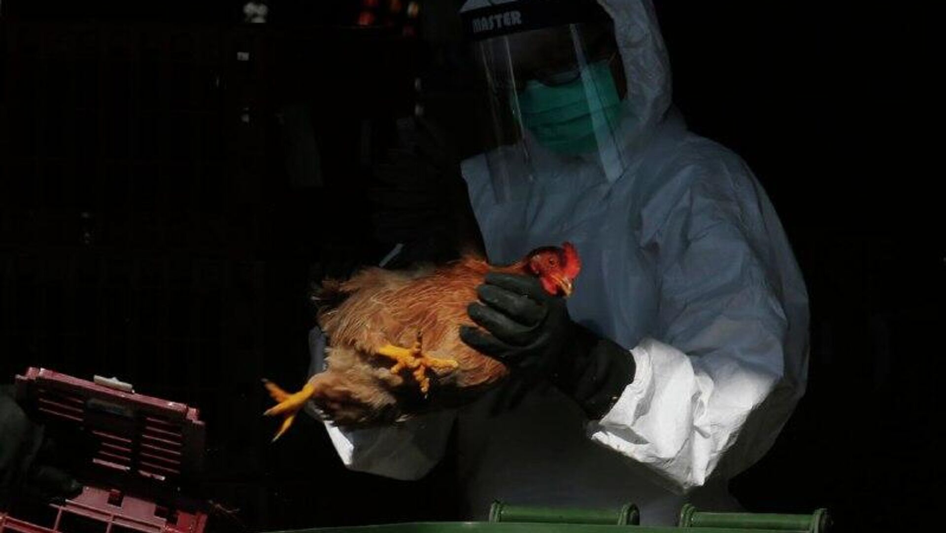 EEUU registra el primer fallecimiento vinculado con la cepa H5N5 de la gripe aviar EEUU registra el primer fallecimiento vinculado con la cepa H5N5 de la gripe aviar - Sputnik Mundo, 1920, 23.11.2025